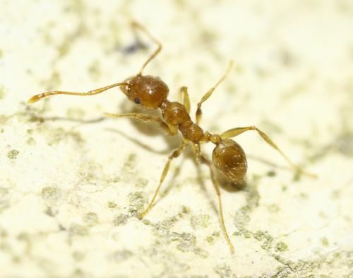 Réf. 296 648 : Pheidole pallidula